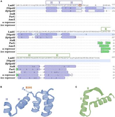 LmbU, a Cluster-Situated Regulator for Lincomycin, Consists of a DNA-Binding Domain, an Auto-Inhibitory Domain, and Forms Homodimer